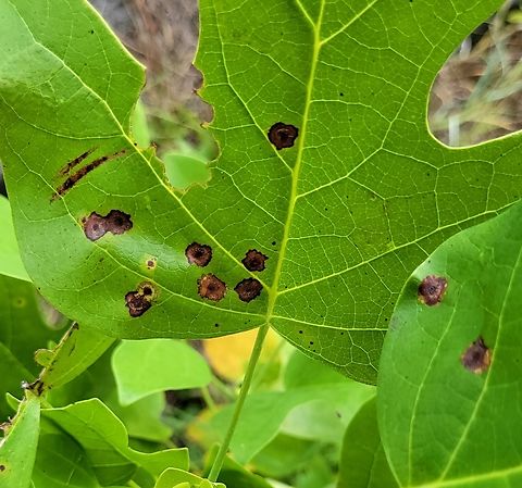 Resseliella liriodendri This is a picture of Resseliella liriodendri on the South Tract of the Patuxent Research Refuge near Laurel, Maryland. Geotagged,Resseliella liriodendri,Summer,United States