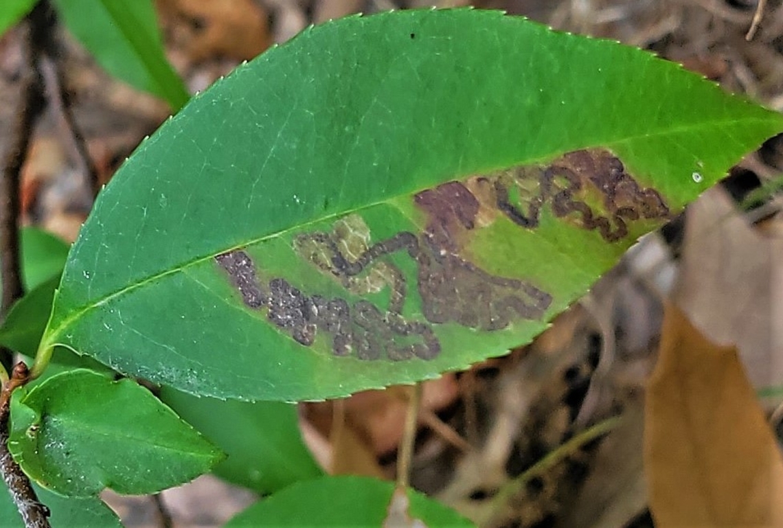 Stigmella prunifoliella This is a picture of Stigmella prunifoliella on the South Tract of the Patuxent Research Refuge near Laurel, Maryland. Geotagged,Stigmella prunifoliella,Summer,United States