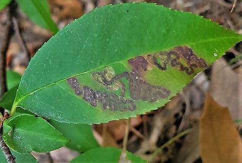 Stigmella prunifoliella This is a picture of Stigmella prunifoliella on the South Tract of the Patuxent Research Refuge near Laurel, Maryland. Geotagged,Stigmella prunifoliella,Summer,United States