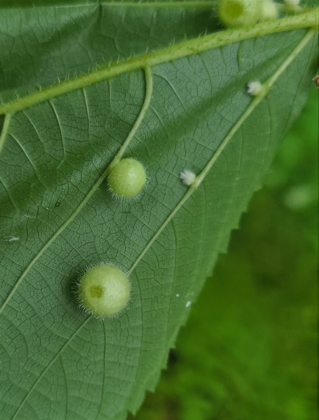 Dasineura pilosa This is a picture of Dasineura pilosa at the Mckeldin Area of Patapsco Valley State Park in Carroll County, Maryland. Dasineura pilosa,Geotagged,Summer,United States