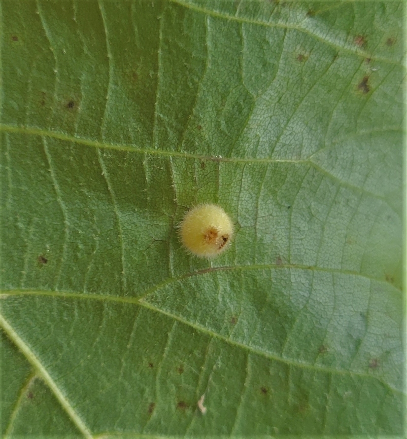 Caryomyia thompsoni This is a picture of Caryomyia thompsoni at the Mckeldin Area of Patapsco Valley State Park in Carroll County, Maryland. Caryomyia thompsoni,Geotagged,Hickory Placenta Gall Midge,Summer,United States