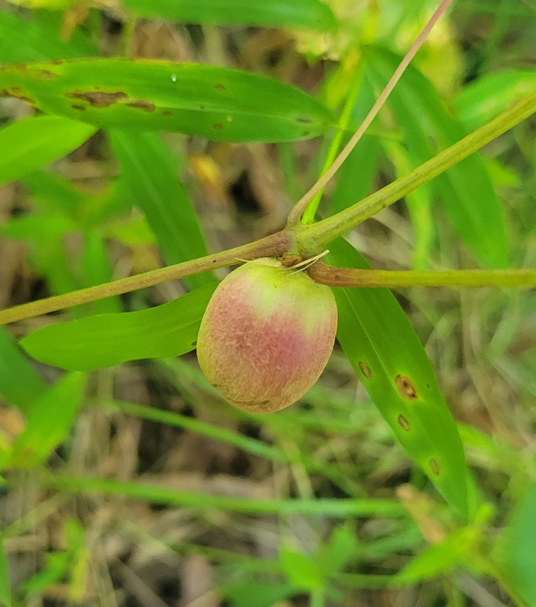 Ampelomyia vitispomum This is a picture of a Ampelomyia vitispomum on the North Tract of the Patuxent Research Refuge near Fort Meade, Maryland. Ampelomyia vitispomum,Geotagged,Summer,United States