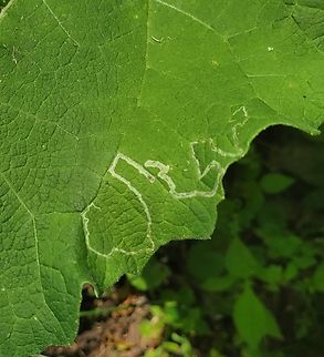 Liriomyza arctii This is a picture of Liriomyza arctii on a burdock leaf at the Smithsonian Environmental Research Center in Edgewater, Maryland. Geotagged,Liriomyza arctii,Summer,United States