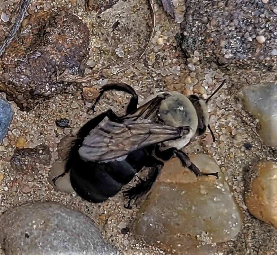 Ptilothrix bombiformis This is a picture of a Ptilothrix bombiformis on the North Tract of the Patuxent Research Refuge near Fort Meade, Maryland. Geotagged,Hibiscus Turret Bee,Ptilothrix bombiformis,Summer,United States