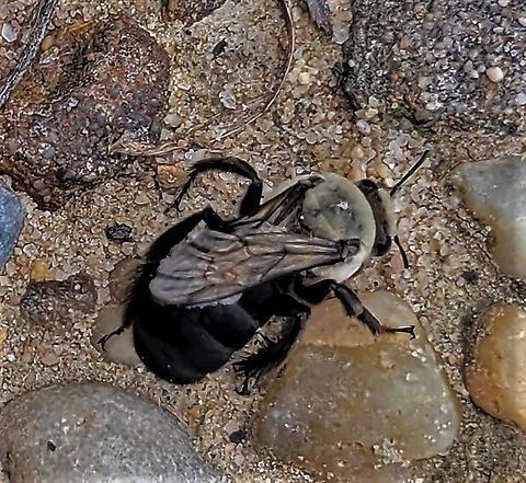 Ptilothrix bombiformis This is a picture of a Ptilothrix bombiformis on the North Tract of the Patuxent Research Refuge near Fort Meade, Maryland. Geotagged,Hibiscus Turret Bee,Ptilothrix bombiformis,Summer,United States
