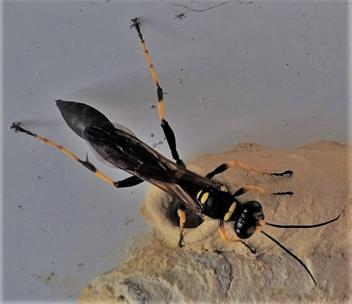 Sceliphron caementarium This is a picture of a Sceliphron caementarium on the South Tract of the Patuxent Research Refuge near Laurel, Maryland.<br />
 Black and yellow mud dauber,Geotagged,Sceliphron caementarium,Summer,United States