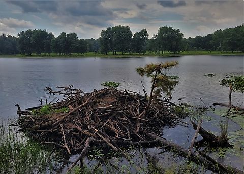 Beaver Lodge This is a picture of a beaver lodge at Cash Lake on the South Tract of the Patuxent Research Refuge near Laurel, Maryland. Castor canadensis,Geotagged,North American Beaver,Summer,United States