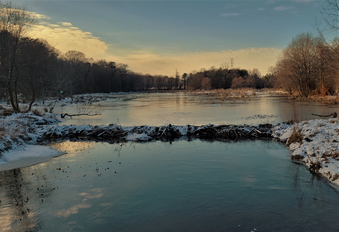 Beaver Dam This is a picture of a beaver dam on the North Tract of the Patuxent Research Refuge near Fort Meade, Maryland. Castor canadensis,Geotagged,North American Beaver,United States,Winter