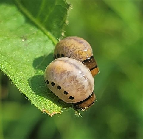 False Potato Beetle Larvae This is a picture of False Potato Beetle Larvae on the South Tract of the Patuxent Research Refuge near Laurel, Maryland. False potato beetle,Geotagged,Leptinotarsa juncta,Summer,United States