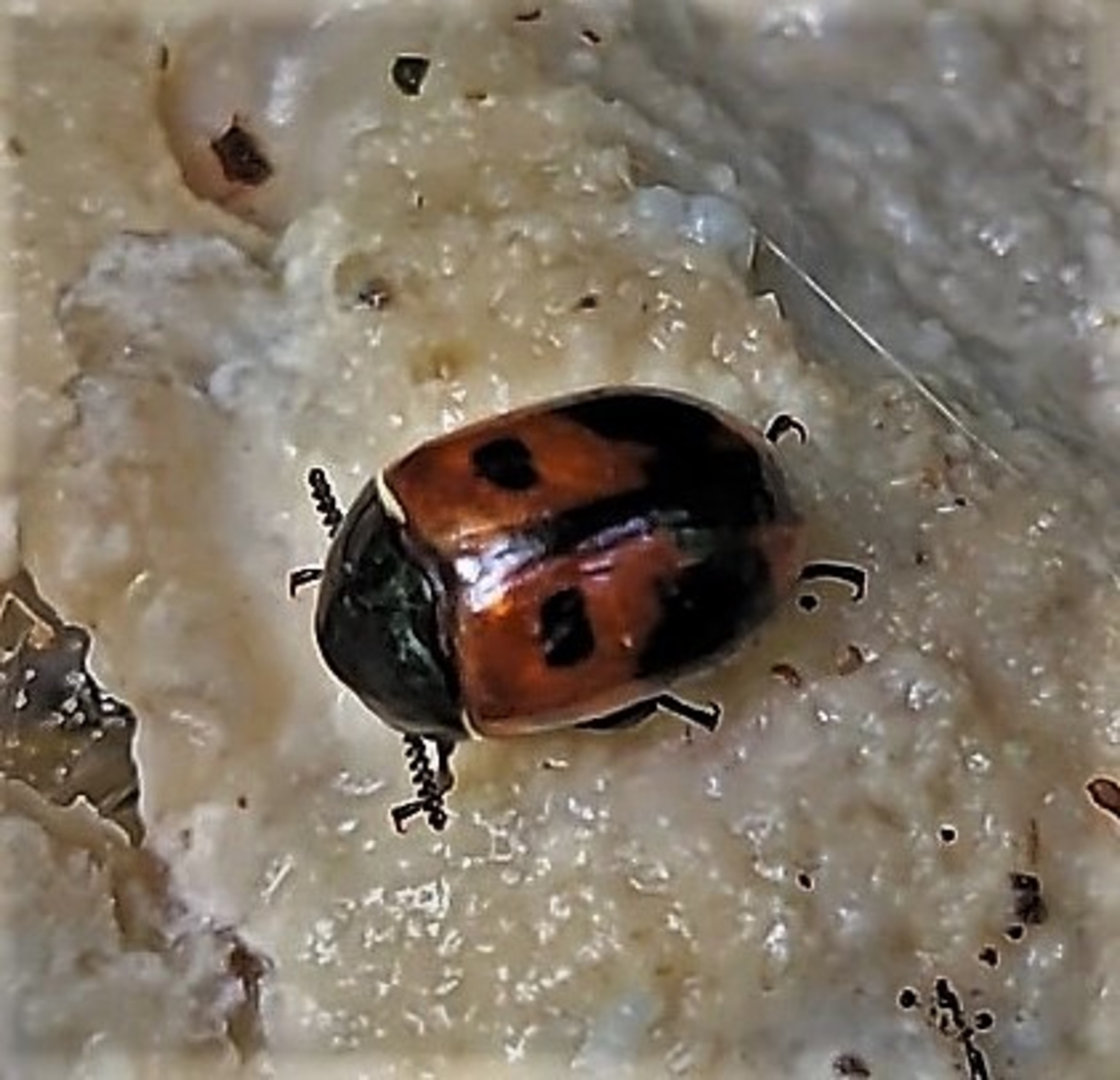 Diaperis maculata This is a picture of Diaperis maculata on the North Tract of the Patuxent Research Refuge near Fort Meade, Maryland. Diaperis maculata,Geotagged,Summer,United States