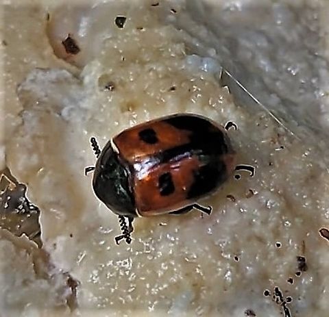 Diaperis maculata This is a picture of Diaperis maculata on the North Tract of the Patuxent Research Refuge near Fort Meade, Maryland. Diaperis maculata,Geotagged,Summer,United States