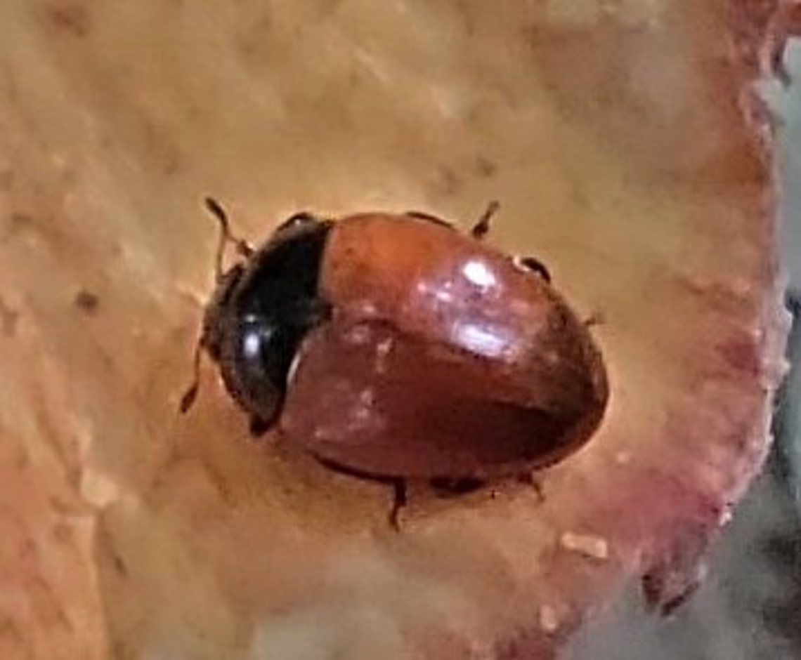 Tritoma sanguinipennis This is a picture of a Tritoma sanguinipennis on the South Tract of the Patuxent Research Refuge near Laurel, Maryland. Geotagged,Spring,Tritoma sanguinipennis,United States