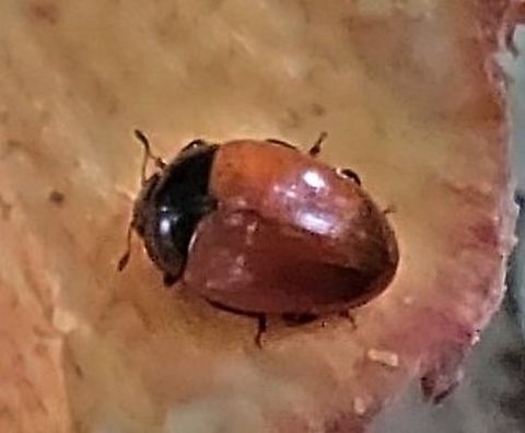 Tritoma sanguinipennis This is a picture of a Tritoma sanguinipennis on the South Tract of the Patuxent Research Refuge near Laurel, Maryland. Geotagged,Spring,Tritoma sanguinipennis,United States