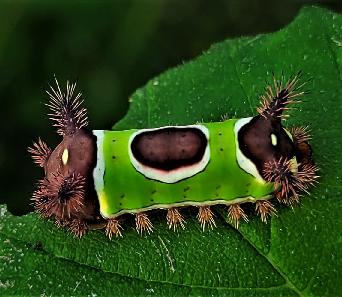 Acharia stimulea This is a picture of a Acharia stimulea on the South Tract of the Patuxent Research Refuge near Laurel, Maryland. Acharia stimulea,Geotagged,Saddleback Caterpillar,Summer,United States