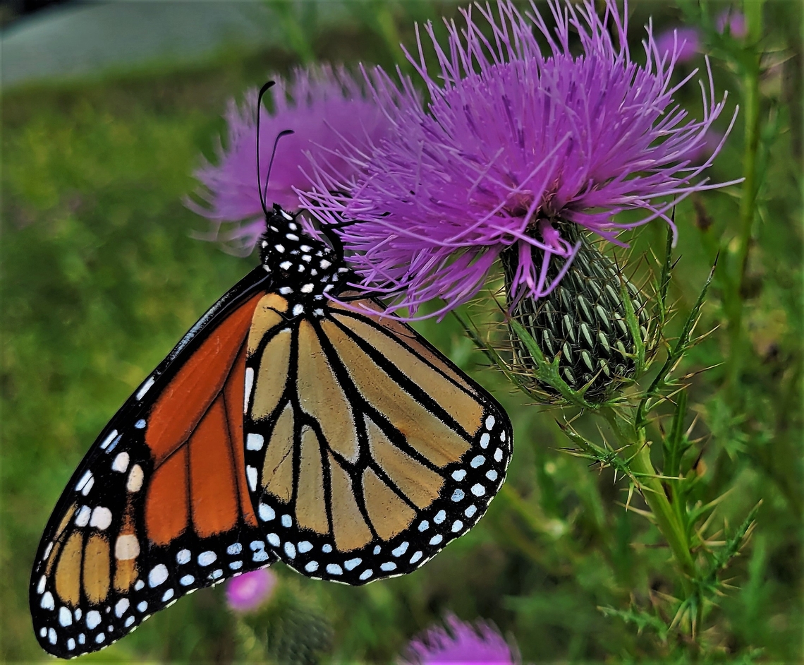 Monarch Butterfly This is a picture of a Monarch Butterfly on the South Tract of the Patuxent Research Refuge near Laurel, Maryland. Danaus plexippus,Geotagged,Monarch butterfly,Summer,United States