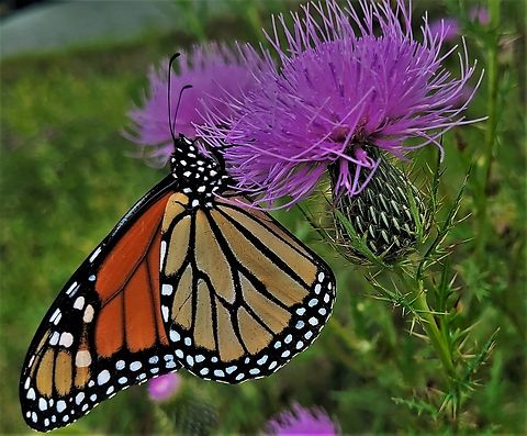 Monarch Butterfly This is a picture of a Monarch Butterfly on the South Tract of the Patuxent Research Refuge near Laurel, Maryland. Danaus plexippus,Geotagged,Monarch butterfly,Summer,United States