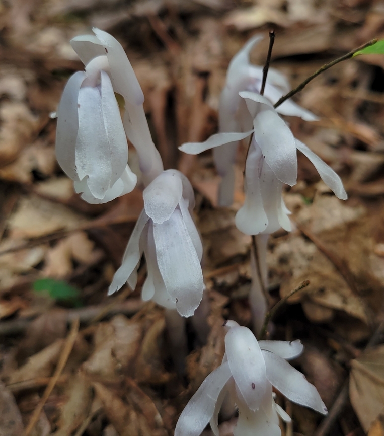 Monotropa uniflora This is a picture of Monotropa uniflora on the South Tract of the Patuxent Research Refuge near Laurel, Maryland. Geotagged,Ghost Pipes,Monotropa uniflora,Summer,United States