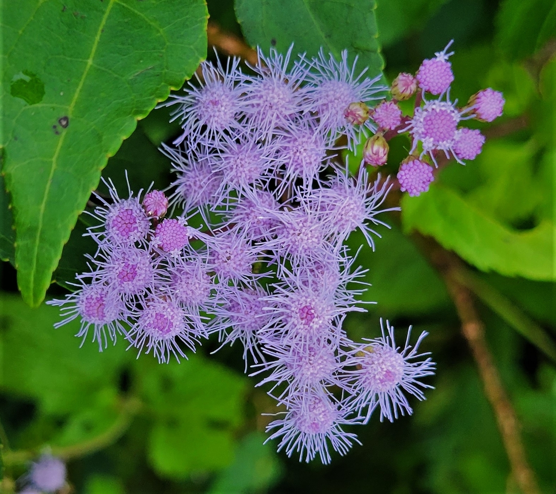 Conoclinium coelestinum This is a picture of Conoclinium coelestinum on the South Tract of the Patuxent Research Refuge near Laurel, Maryland. Blue Mistflower,Conoclinium coelestinum,Geotagged,Summer,United States