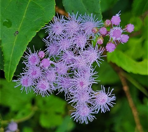 Conoclinium coelestinum This is a picture of Conoclinium coelestinum on the South Tract of the Patuxent Research Refuge near Laurel, Maryland. Blue Mistflower,Conoclinium coelestinum,Geotagged,Summer,United States