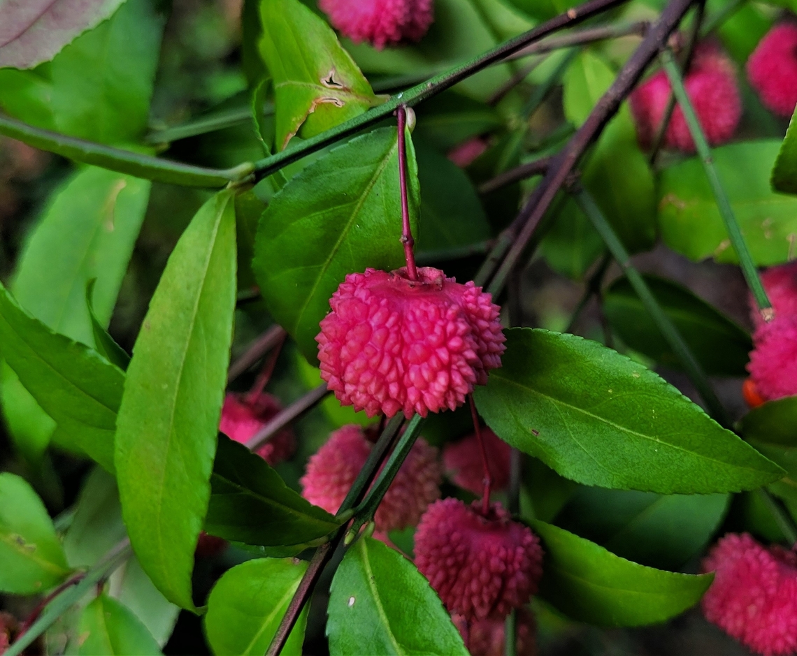 Euonymus americanus This is a picture of a Euonymus americanus on the South Tract of the Patuxent Research Refuge near Laurel, Maryland. Euonymus americanus,Geotagged,Hearts-A-Bustin',Summer,United States