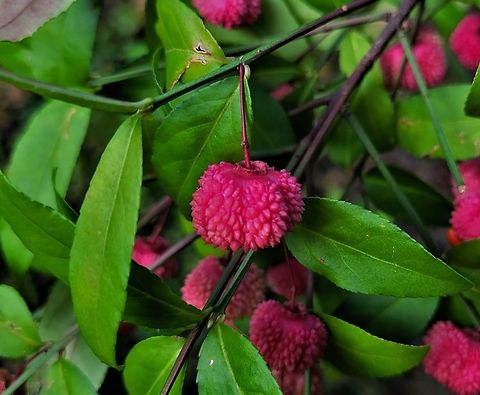 Euonymus americanus This is a picture of a Euonymus americanus on the South Tract of the Patuxent Research Refuge near Laurel, Maryland. Euonymus americanus,Geotagged,Hearts-A-Bustin',Summer,United States