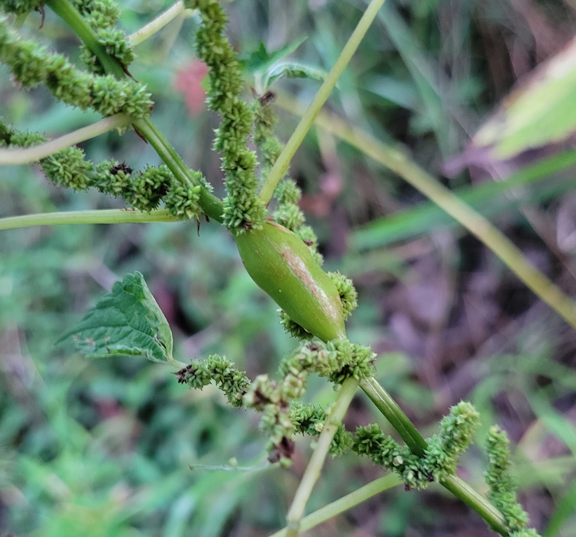 Neolasioptera boehmeriae This is a picture of a Neolasioptera boehmeriae on the South Tract of the Patuxent Research Refuge near Laurel, Maryland. Boehmeria Stem Gall Midge,Geotagged,Neolasioptera boehmeriae,Summer,United States