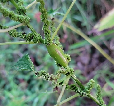 Neolasioptera boehmeriae This is a picture of a Neolasioptera boehmeriae on the South Tract of the Patuxent Research Refuge near Laurel, Maryland. Boehmeria Stem Gall Midge,Geotagged,Neolasioptera boehmeriae,Summer,United States