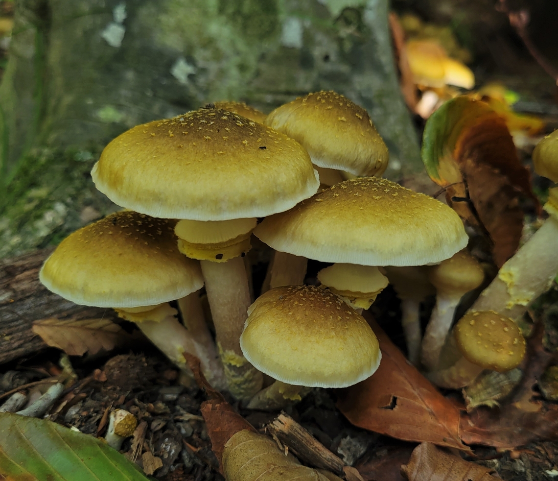 Armillaria mellea This is a picture of a Armillaria mellea on the North Tract of the Patuxent Research Refuge near Fort Meade, Maryland. Armillaria mellea,Geotagged,Honey fungus,Summer,United States