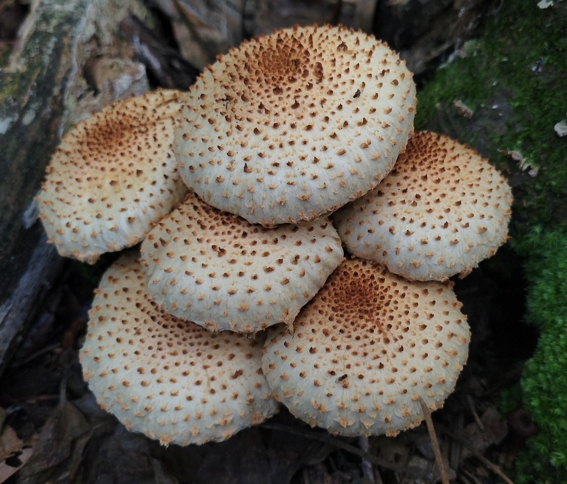 Pholiota squarrosoides This is a picture of Pholiota squarrosoides on the South Tract of the Patuxent Research Refuge near Laurel, Maryland. Geotagged,Pholiota squarrosoides,Summer,United States