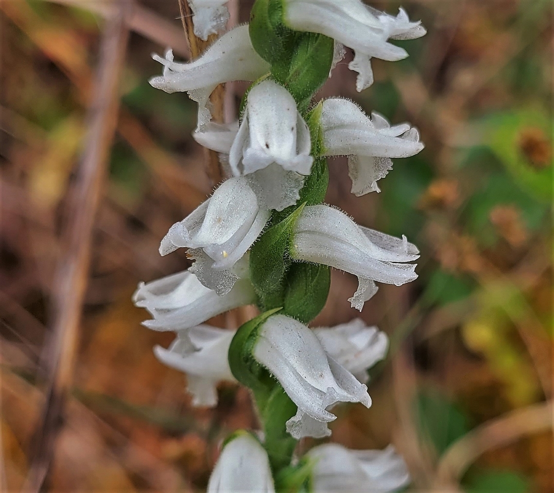 Spiranthes cernua This is a picture of Spiranthes cernua on the North Tract of the Patuxent Research Refuge near Fort Meade, Maryland. Fall,Geotagged,Nodding Ladies' Tresses,Spiranthes cernua,United States