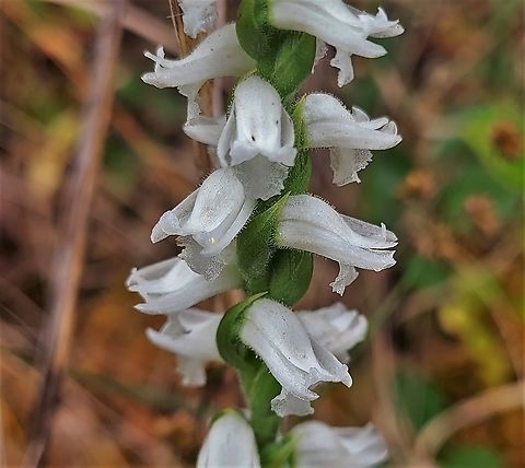 Spiranthes cernua This is a picture of Spiranthes cernua on the North Tract of the Patuxent Research Refuge near Fort Meade, Maryland. Fall,Geotagged,Nodding Ladies' Tresses,Spiranthes cernua,United States