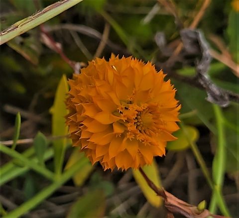 Orange Milkwort This is a picture of Orange Milkwort on the North Tract of the Patuxent Research Refuge near Fort Meade, Maryland. Fall,Geotagged,Orange Milkwort,Polygala lutea,United States