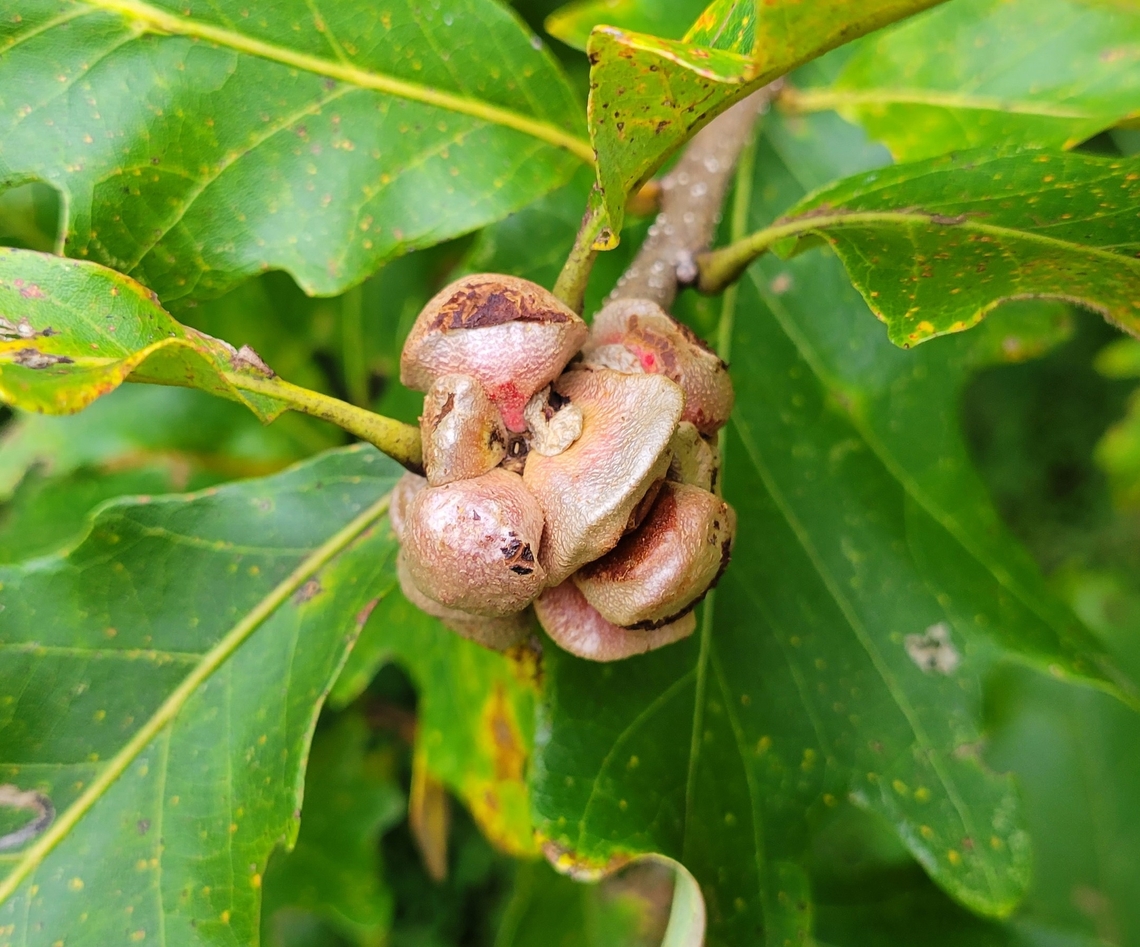 Andricus quercusstrobilanus This is a picture of Andricus quercusstrobilanus on the South Tract of the Patuxent Research Refuge near Laurel, Maryland. Andricus quercusstrobilanus,Fall,Geotagged,United States