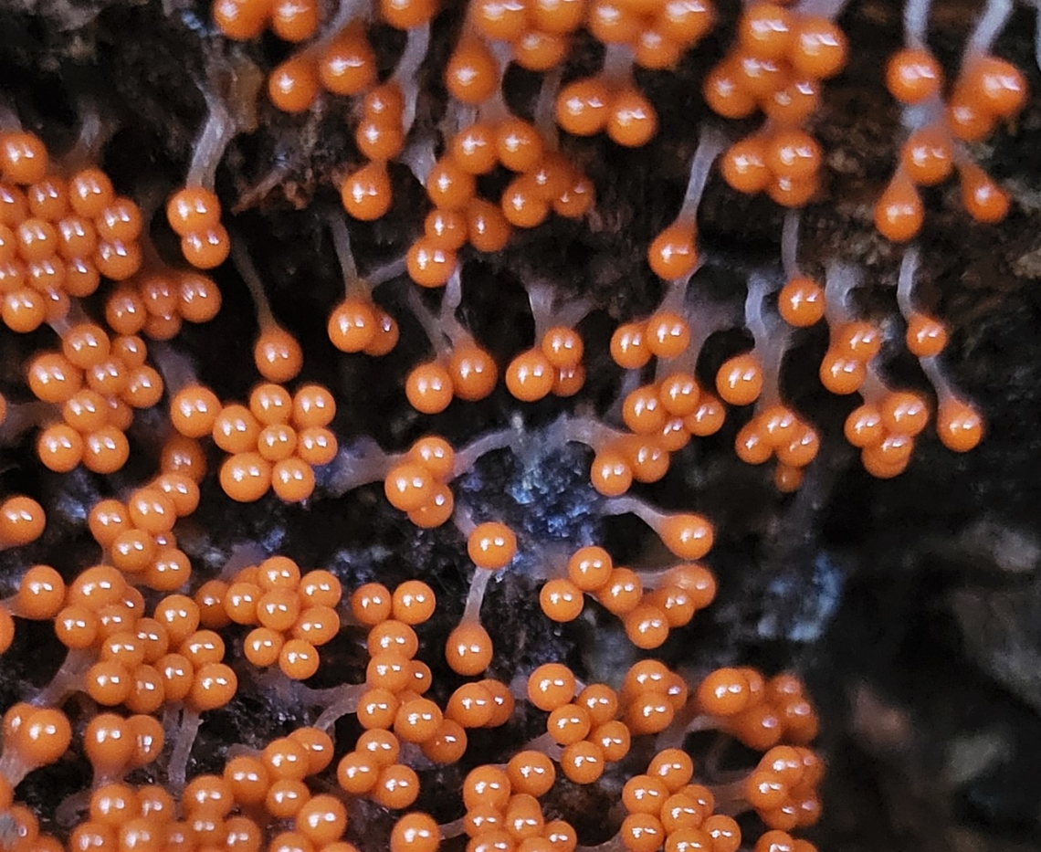 Trichia decipiens This is a picture of Trichia decipiens on the South Tract of the Patuxent Research Refuge near Laurel, Maryland. Fall,Geotagged,Trichia decipiens,United States