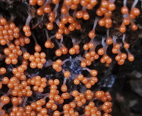 Trichia decipiens This is a picture of Trichia decipiens on the South Tract of the Patuxent Research Refuge near Laurel, Maryland. Fall,Geotagged,Trichia decipiens,United States