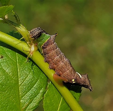 Unicorn Prominent Caterpillar This is a picture of a a Unicorn Prominent on the North Tract of the Patuxent Research Refuge near Fort Meade, Maryland. Geotagged,Schizura unicornis,Summer,Unicorn Prominent,United States