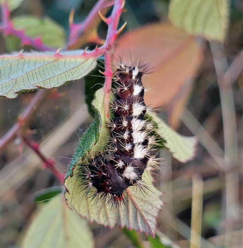 Acronicta longa This is a picture of a Acronicta longa on the South Tract of the Patuxent Research Refuge near Laurel, Maryland. Acronicta longa,Fall,Geotagged,United States
