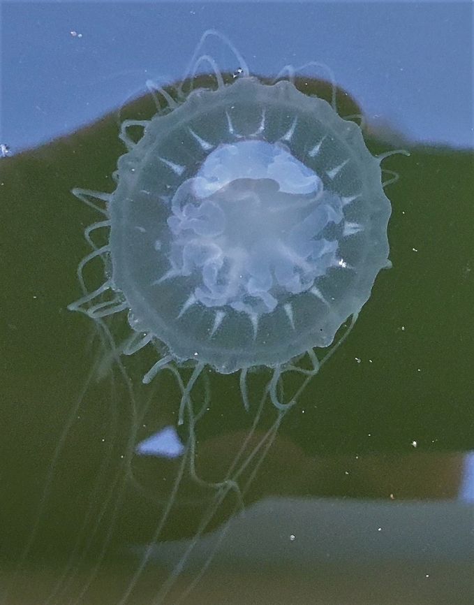Chrysaora chesapeakei This is a picture of Chrysaora chesapeakei at Quiet Waters Park near Annapolis, Maryland. Bay Nettle,Chrysaora chesapeakei,Fall,Geotagged,United States