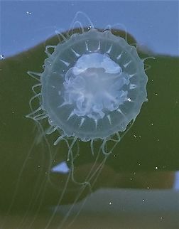 Chrysaora chesapeakei This is a picture of Chrysaora chesapeakei at Quiet Waters Park near Annapolis, Maryland. Bay Nettle,Chrysaora chesapeakei,Fall,Geotagged,United States