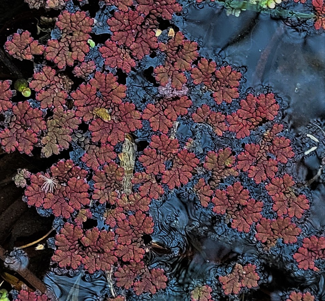 Azolla caroliniana This is a picture of Azolla caroliniana at Kinder Farm Park in Millersville, Maryland. Azolla cristata,Carolina Mosquitofern,Fall,Geotagged,United States