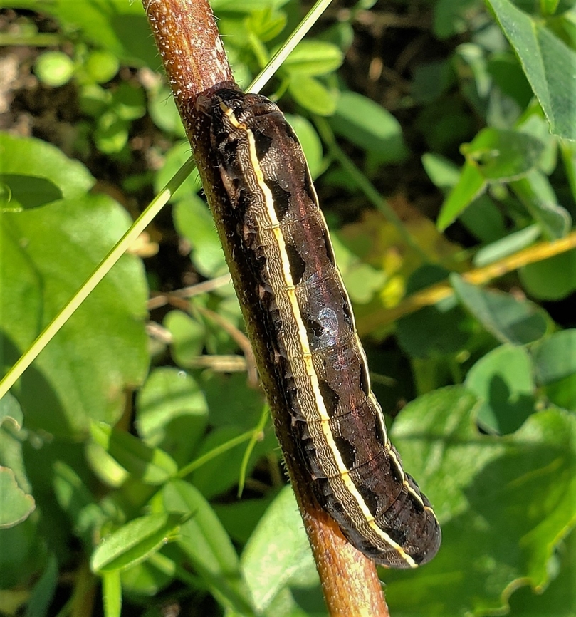 Spodoptera ornithogalli This is a picture of Spodoptera ornithogalli on the North Tract of the Patuxent Research Refuge near Fort Meade, Maryland. Fall,Geotagged,Spodoptera ornithogalli,United States,Yellow-striped Armyworm Moth