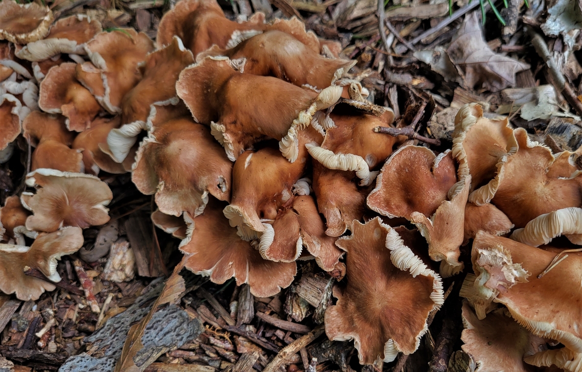 Marasmiellus luxurians This is a picture of Marasmiellus luxurians on the South Tract of the Patuxent Research Refuge near Laurel, Maryland. Geotagged,Luxury Caps,Marasmiellus luxurians,Summer,United States