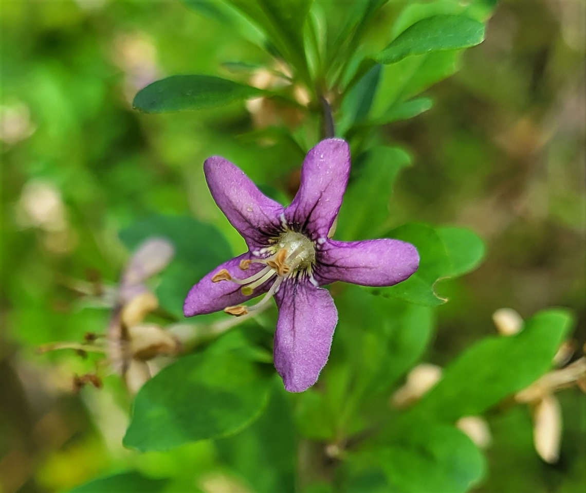Lycium barbarum This is a picture of Lycium barbarum on the North Tract of the Patuxent Research Refuge near Fort Meade, Maryland. Geotagged,Lycium barbarum,Matrimony Vine,Summer,United States