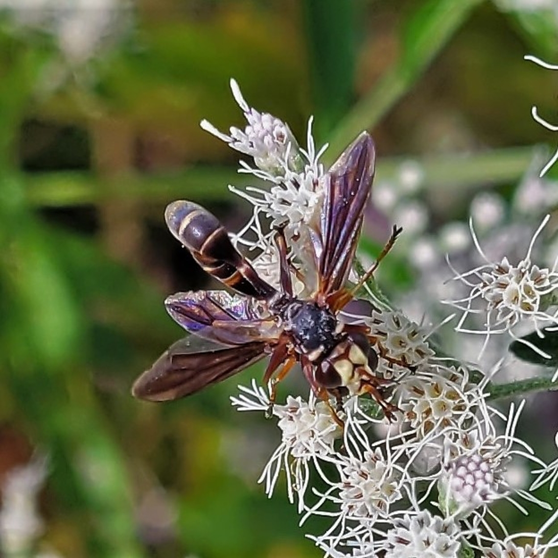 Physocephala sagittaria This is a picture of  Physocephala sagittaria on the North Tract of the Patuxent Research Refuge near Fort Meade, Maryland. Geotagged,Physocephala sagittaria,Summer,United States