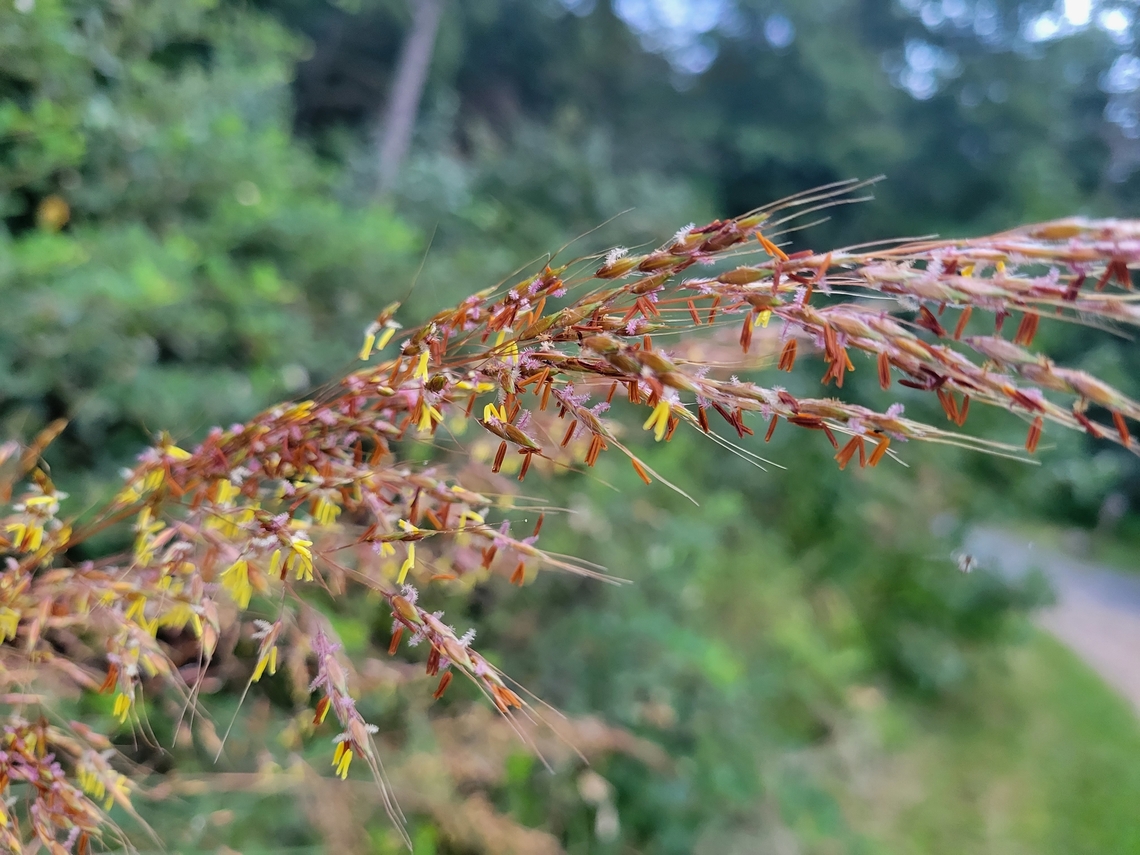 Sorghastrum nutans This is a picture of Sorghastrum nutans on the South Tract of the Patuxent Research Refuge near Laurel, Maryland. Geotagged,Sorghastrum nutans,Summer,United States