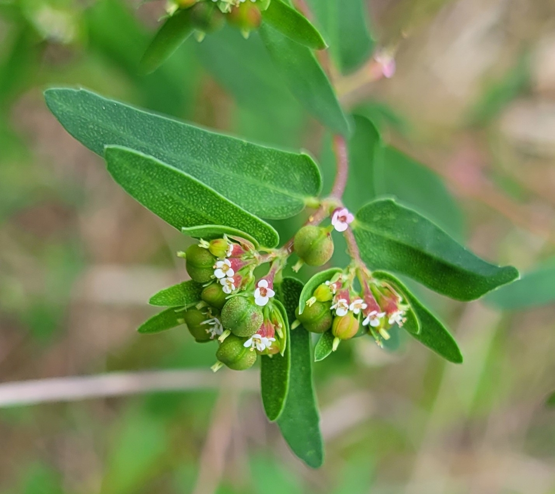 Euphorbia nutans This is a picture of Euphorbia nutans on the South Tract of the Patuxent Research Refuge near Laurel, Maryland. Euphorbia nutans,Geotagged,Nodding spurge,Summer,United States