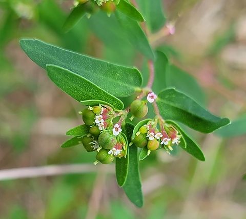 Euphorbia nutans This is a picture of Euphorbia nutans on the South Tract of the Patuxent Research Refuge near Laurel, Maryland. Euphorbia nutans,Geotagged,Nodding spurge,Summer,United States