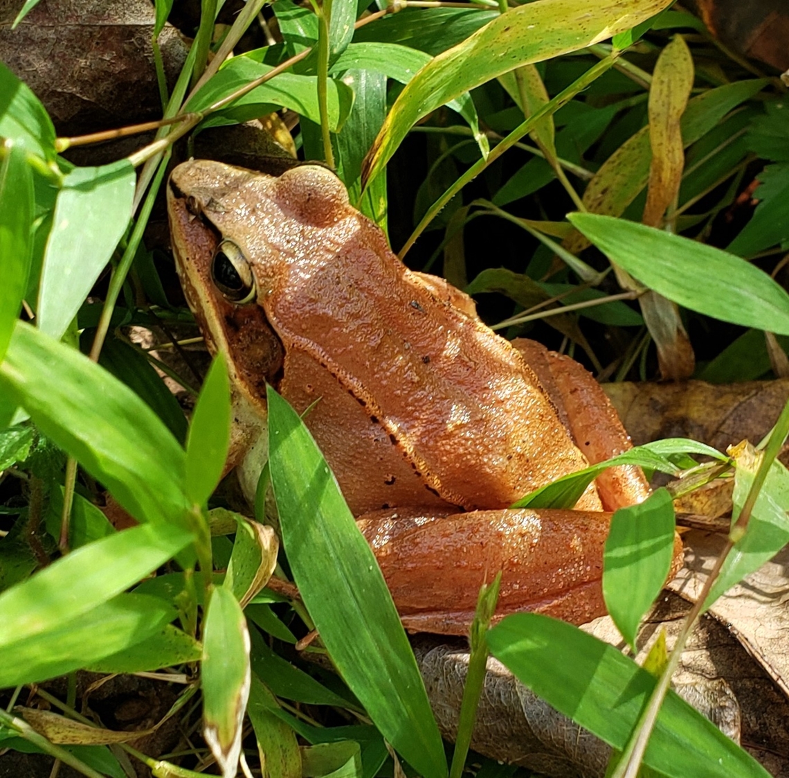 Lithobates sylvaticus This is a picture of a Lithobates sylvaticus at the Mckeldin Area of Patapsco Valley State Park in Carroll County, Maryland. Fall,Geotagged,Lithobates sylvaticus,United States,Wood frog