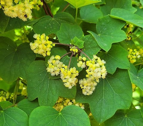 Menispermum canadense This is a picture of Menispermum canadense at Ferry Point Park on Kent Island in Queen Anne's County, Maryland. Canadian moonseed,Geotagged,Menispermum canadense,Spring,United States