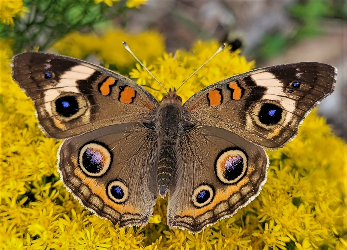 Common_Buckeye This is a picture of a common buckeye at Kinder Farm Park in Millersville, Maryland. Common Buckeye,Fall,Geotagged,Junonia coenia,United States